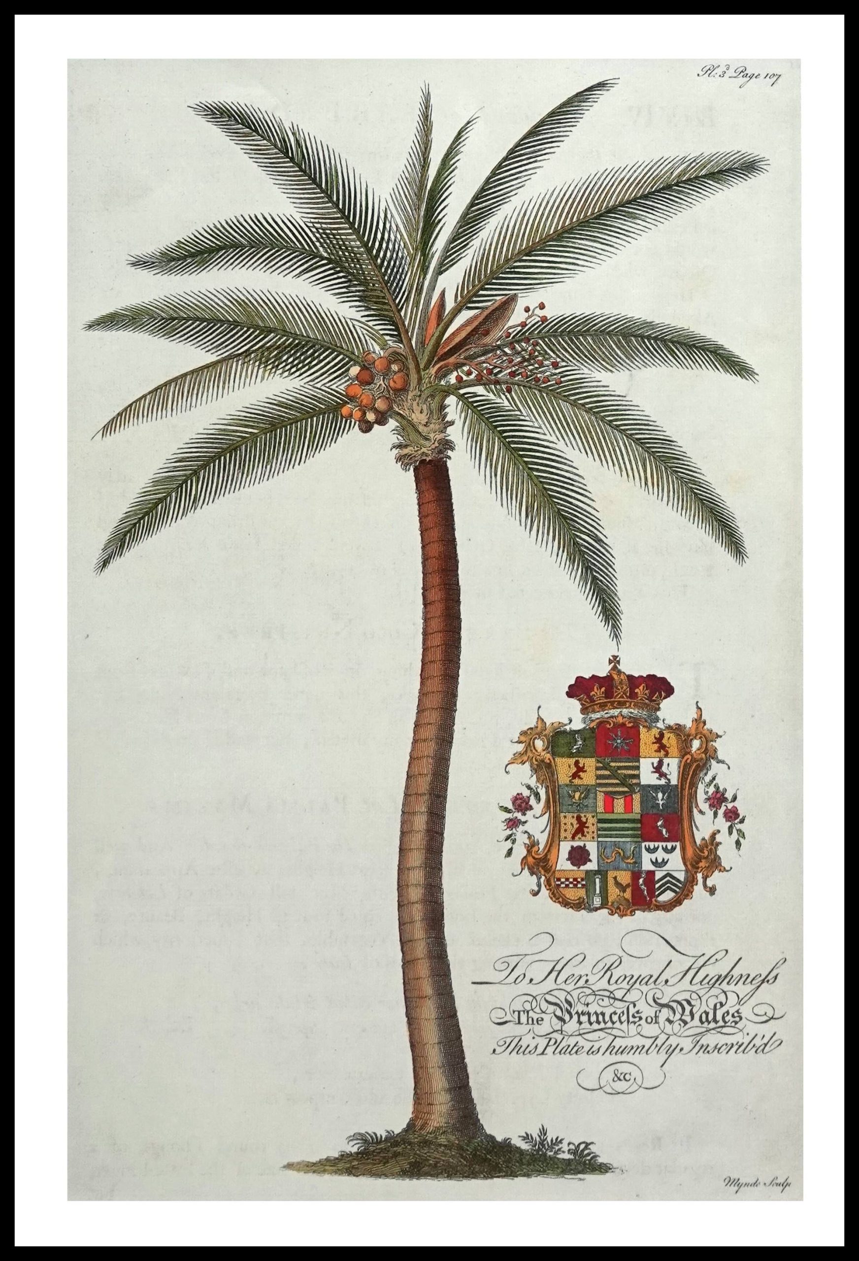 PTR GDE03 Coconnt Palm (Antique Prints)